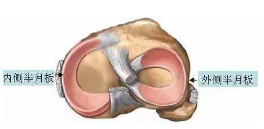内侧半月板呈"c"形,其外缘中部与内侧副韧带紧密相连;外侧半月板呈"o"