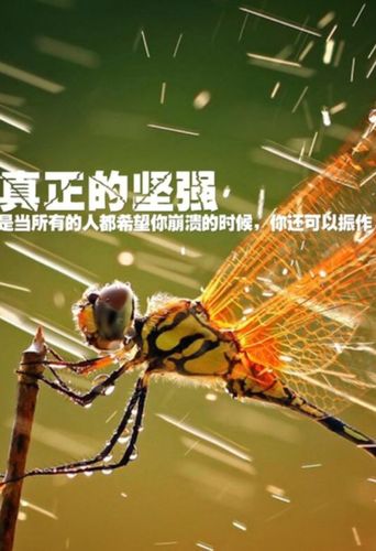 真正的坚强是当所有的人都希望你崩溃的时候.你还可以振 .