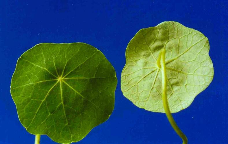 叶片圆形,盾状着生,叶柄长.