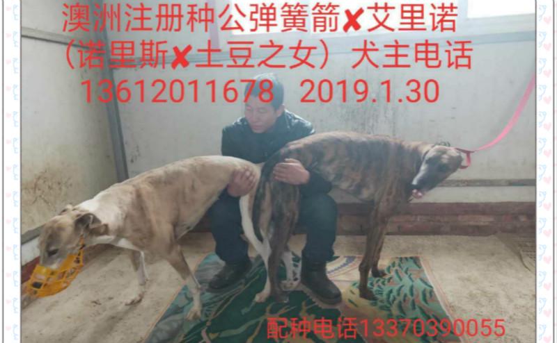 杜树波的格力犬种母艾里诺使用宁河东磊犬舍的格力犬种公弹簧箭配种