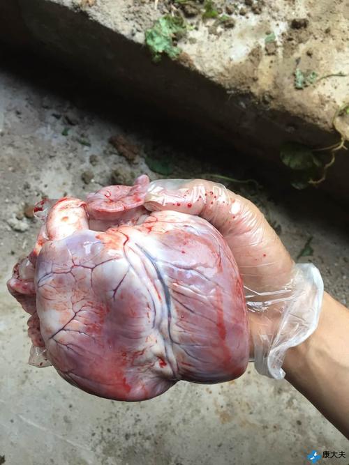 猪突然尖叫浑身抽搐之后倒地死亡解剖后心脏一般硬一半软是否是心肌炎