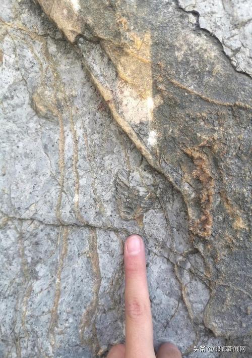 大部分为奥陶纪的角石化石,并且推测它们是阿门角石