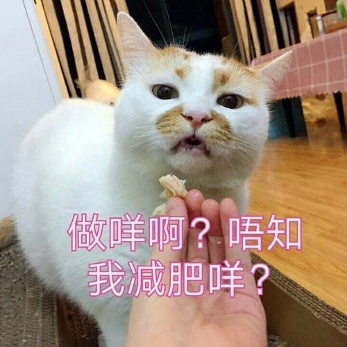这只网红猫的表情包够你们用到年底了