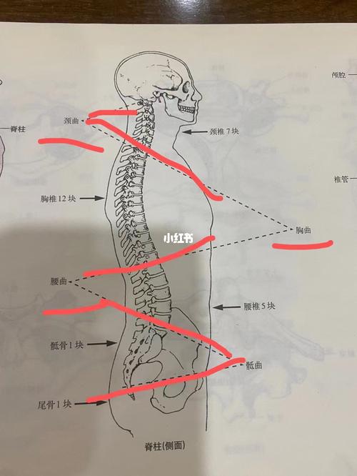 你的脊柱生理曲线还在中立位上吗?_医疗健康_医疗健康