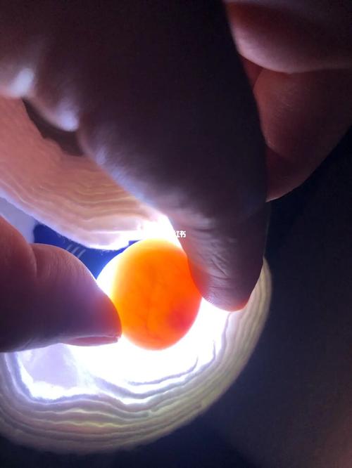 又孵化玄凤蛋_玄凤_宠物_宠物其他