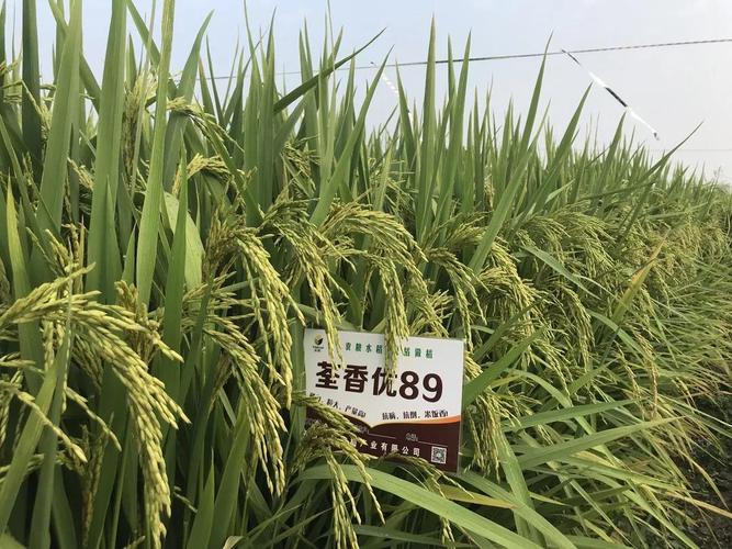 众志成城战疫情全力以赴保春耕袁粮在行动