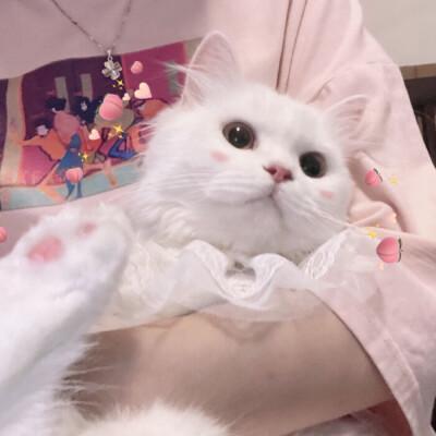 可爱猫咪图片