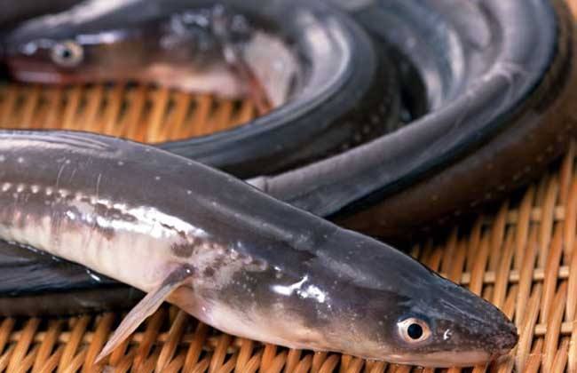 6 个鳗鱼冷知识,被吃到灭绝是有原因的