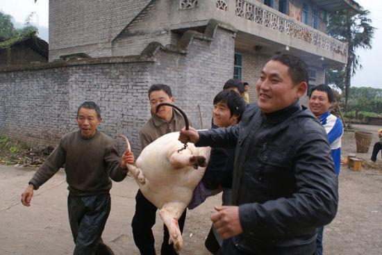 杀年猪一般在什么属相:杀猪杀羊过小年是什么生肖
