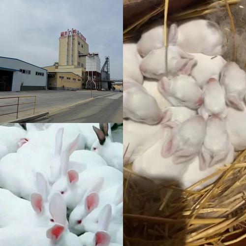 导致怀孕母兔流产的原因,看看你中招了吗?