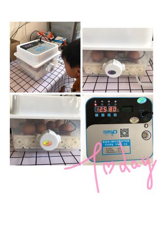 "21天的细心呵护,见证生命的奇迹"——幸福幼儿园中三班孵小鸡主题