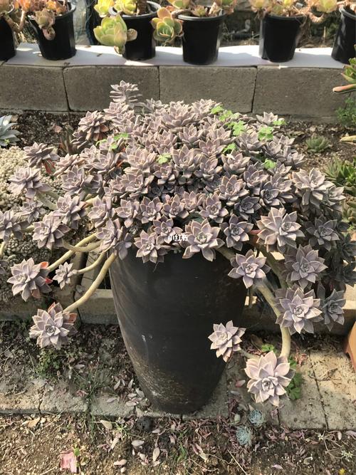 多肉老桩_多肉植物_家居家装_家居装饰