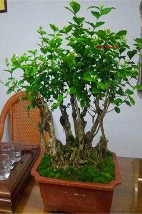茉莉花盆景_横县重瓣茉莉花老桩老根艺术造型盆景盆栽花卉庭院开花不