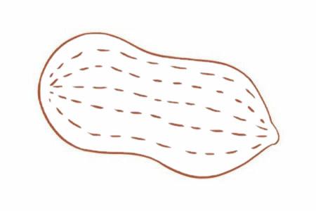 花生简笔画怎么画花生简笔画步骤教程