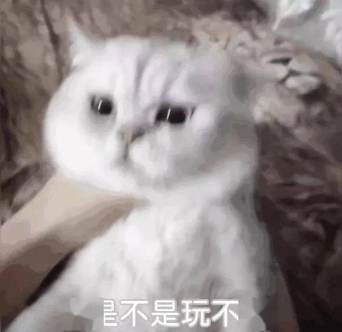 表情包 | 气氛搞起来!