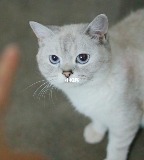 山猫重点色英短?_英短_宠物_猫