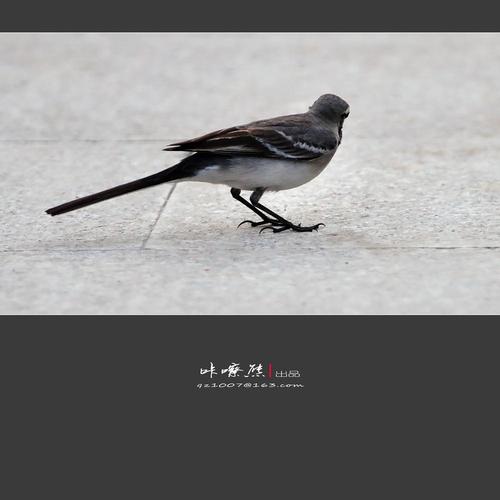 杂鸟几幅——【灰鹡鸰】*【乌鸫】*【白头鷝】