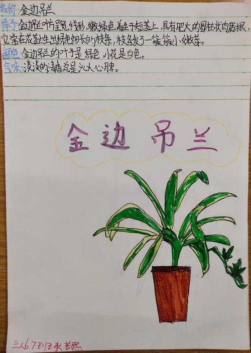 张若熙:金边吊兰