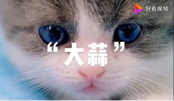 国内首只自主培育的克隆猫来了 它叫"大蒜"