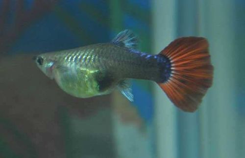 孔雀鱼受孕期为几天?