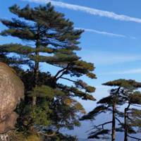 亚搏手机app官方网站入口_青松翠柏头像 高山青松松树头像图片_微信