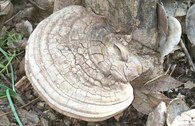 树舌灵芝价格及功效与作用