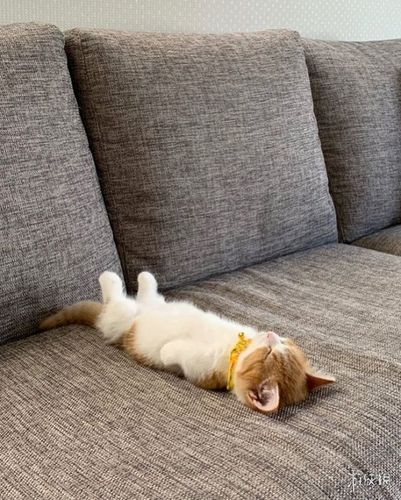 小奶猫睡觉爱平躺神似人类 萌图走红网络引无数网友云吸猫