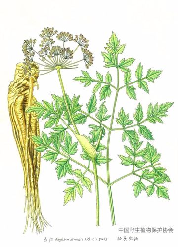 中国药用植物当归