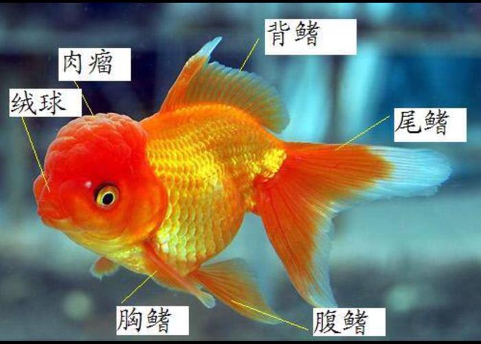 金鱼