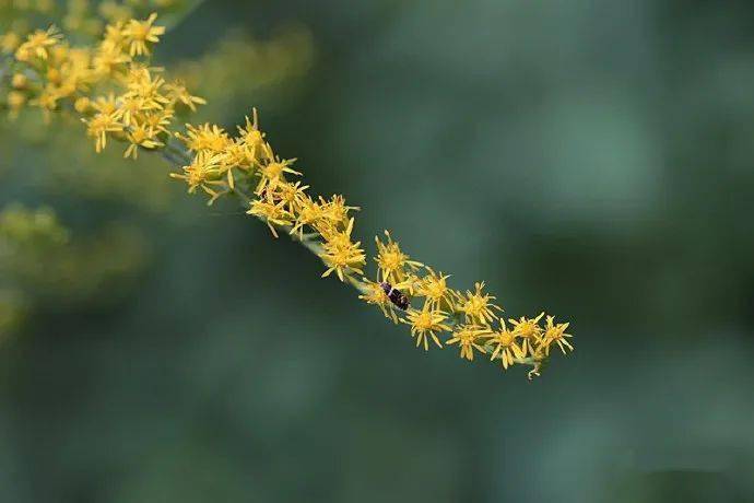 加拿大一枝黄花不能简称为一枝黄花,我们有自己的一枝