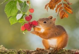 丛林精灵小松鼠高清桌面壁纸下载