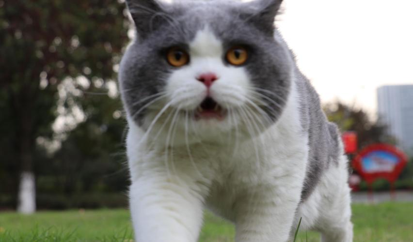 沐米宠物 英短蓝白 蓝猫高清照片