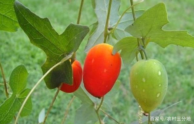 农村有种"天瓜",市场上卖90元一斤,却总被农民无视