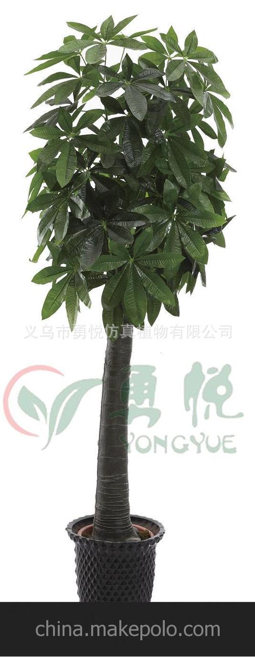 8米超级新发财树 宾馆酒店大厅商场装饰 大型盆栽绿植