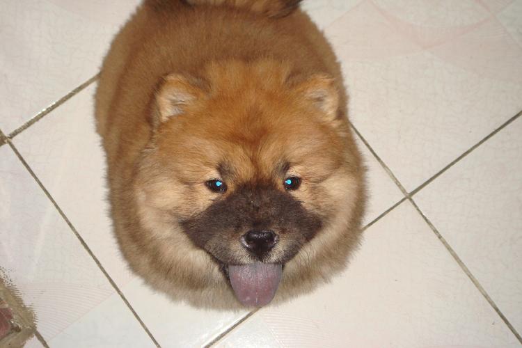 帮忙看看这只松狮是不是您说的和沙皮串串出的 老板说两个月大 体型挺