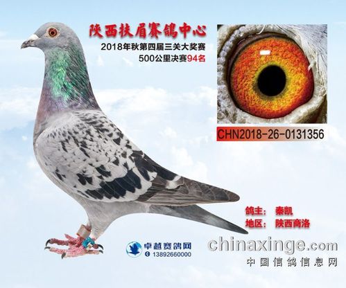 陕西扶眉赛鸽中心2018年秋第四届三关赛决赛91--105名