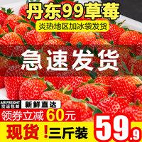 视频地方丹东99草莓3斤新鲜水果孕妇红颜牛奶草莓东港久久九九大草莓