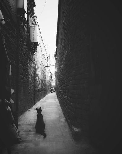 我在巷口刚拿出手机,一旁窜出只黑猫,当道而踞,留给我一个傲娇的背影.
