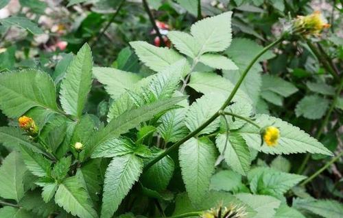 听到名字就害怕,人称"鬼圪针",殊不知还能卖钱?