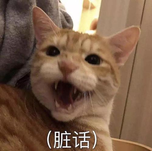 图文是对最近生活的总结  胖子:有空吗靓仔?