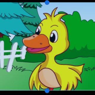 给小鸭子让路的手抄报 爱路护路的手抄报