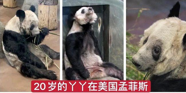 网传美国虐待中国大熊猫国宝骨瘦如柴惨不忍睹