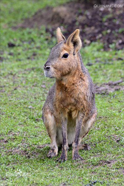 巴塔哥尼亚豚鼠,因耳朵较长所以俗称"兔豚鼠".
