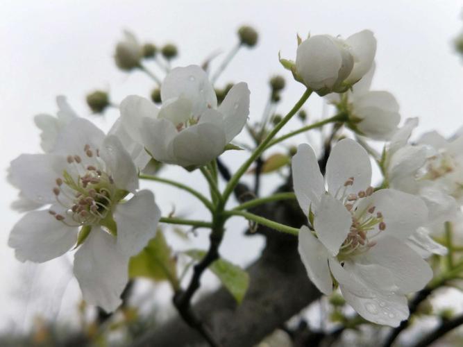 【和孔密州五绝·东栏梨花】