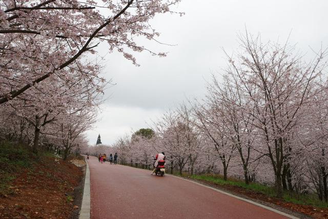 贵州平坝农场樱花园,世界最大樱花基地,面积达1.3万亩