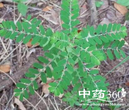 肾炎草有哪些功效 肾炎草治急慢性肾炎