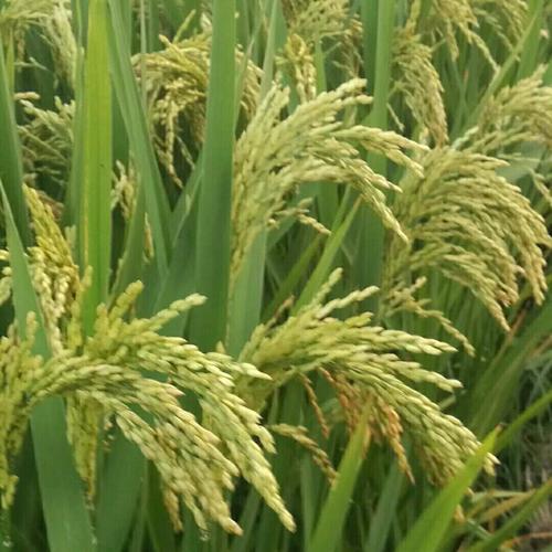 春优584齐穗期一灌南县示范田