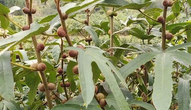 五指毛桃三指毛桃七指毛桃这种植物你知道吗它们有什么区别