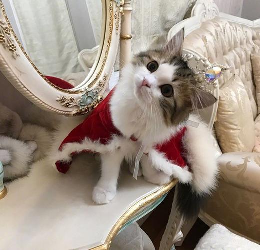 猫公主太美了