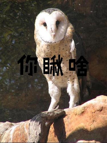 人面鸟,口中猴真的是我《盗墓笔记》中我最怕的一个小怪物.